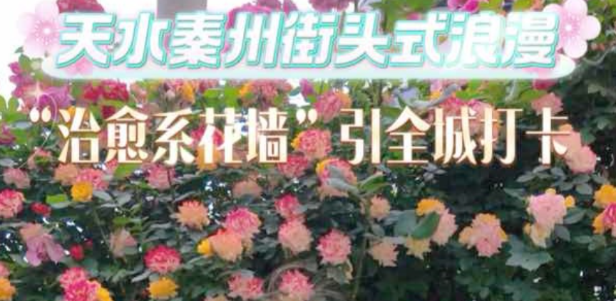 美到犯规！秦州这个小区竟然藏着一处“蔷薇花墙”